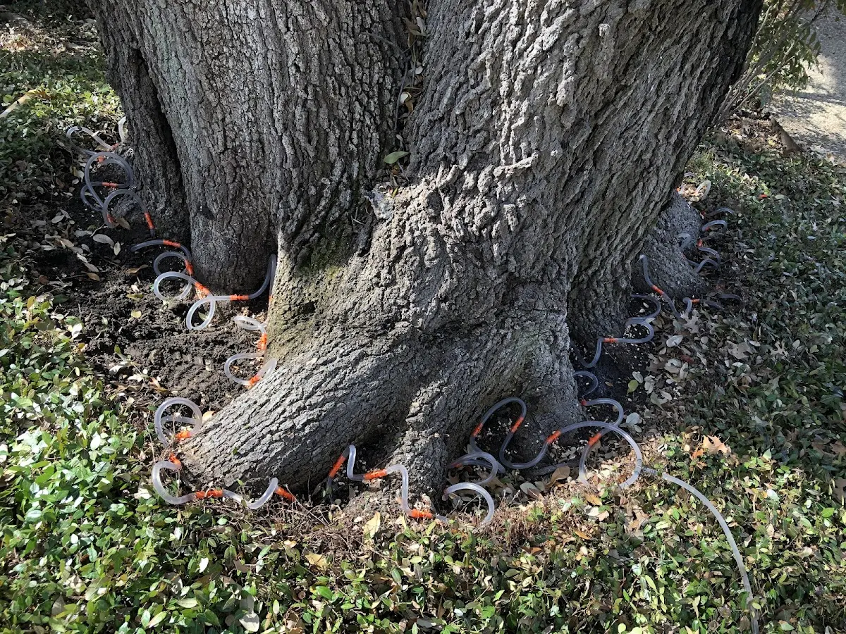Detailed Tree Cabling and Bracing job site in Catoosa