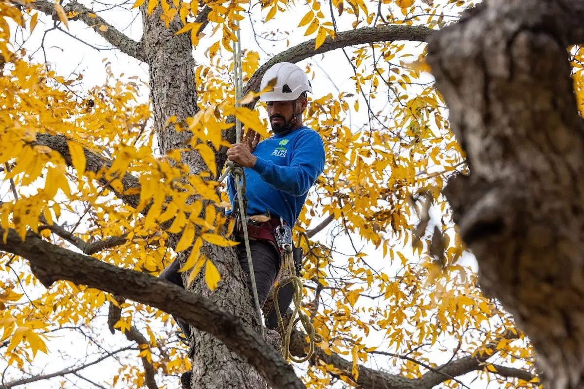 Skilled Tree Transplanting crew working in Catoosa